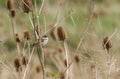 A male Whitethroat, Sylvia communis, perched on a Teasel plant in spring.