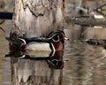 Beautiful male wood duck next to flooded tree