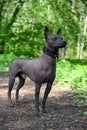 Beautiful male Xoloitzcuintle Mexican Hairless Dog in black collars standing against green forest background