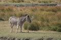 A beautiful male zebra grazing along the Chobe river.