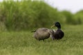 Beautiful Mallard Couple in Grass Royalty Free Stock Photo