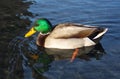 Beautiful Mallard Drake Royalty Free Stock Photo