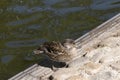 Beautiful Mallard duck bronzed sitting in the sun, next to a pond Royalty Free Stock Photo