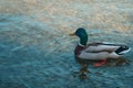 A Beautiful Mallard Duck Royalty Free Stock Photo