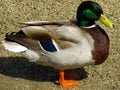 Beautiful Mallard duck Royalty Free Stock Photo