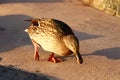 Beautiful Mallard duck female eating Royalty Free Stock Photo