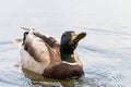 Beautiful Mallard Duck Having a Drink Royalty Free Stock Photo