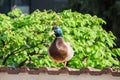 Beautiful mallard duck posing