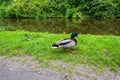 Beautiful mallard duck posing for a photo.