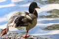 A beautiful Mallard Duck stretching their leg whilst standing at the edge of a lake Royalty Free Stock Photo