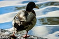 A beautiful Mallard Duck stretching their leg whilst standing at the edge of a lake Royalty Free Stock Photo