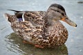 Beautiful mallard duck in summer pond Royalty Free Stock Photo