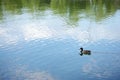 Mallard Duck swimming on lake