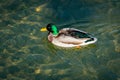 Beautiful Mallard duck, or Wild Duck Anas platyrhynchos floats on a transparent mountain river Royalty Free Stock Photo