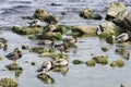 Beautiful Mallard duck, or Wild Duck Anas platyrhynchos are standing on stones near Black Sea coast Royalty Free Stock Photo