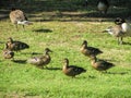 Beautiful Mallard Ducks and Canada Geese - Waterfowl