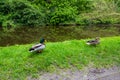 Beautiful mallard ducks posing for a photo.