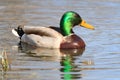 Beautiful mallard in full colors