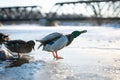 Magnificent mallard male duck shaking of water from its feathers on ice in a beautiful winter sunset light Royalty Free Stock Photo