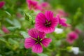 Beautiful malope flower this photo was taken in the Netherlands