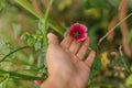 Beautiful malope flowers in autumn natural garden. Close up of pink flower in hand in sunny green garden. Floral wallpaper, space