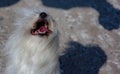 A beautiful Maltese dog with flakes that remove hair from the eyes. the Maltese is an excellent apartment dog