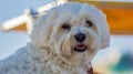 A beautiful Maltese dog, portrait, small and furry dog, excellent character and friend of company.