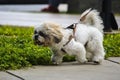 Beautiful maltese dog walking and playing in the park