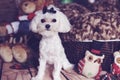 Beautiful maltese female puppy holiday