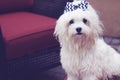 Beautiful maltese with hair bow Royalty Free Stock Photo