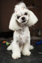 Beautiful Maltese toy dog on table in grooming salon.Portrait of adroble little white puppy being groomed in vet clinic