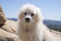 Beautiful maltipoo dog on top of mountain Royalty Free Stock Photo