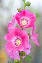 Beautiful malva flower