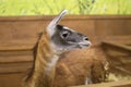 Beautiful mammal herbivore lama in the aviary Royalty Free Stock Photo