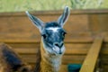 Beautiful mammal herbivore lama in the aviary Royalty Free Stock Photo