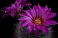 Beautiful mammilaria cactus flower blooming against dark background Royalty Free Stock Photo