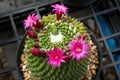 Beautiful mammillaria cactus pink flower