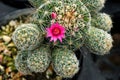Beautiful mammillaria cactus pink flower