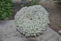 The beautiful Mammillaria flower in garden