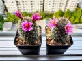 Beautiful mammillaria Mazatlanensis cactus flower in a pot on the window sill