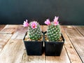Beautiful mammillaria mazatlanensis cactus flower