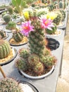 Beautiful Mammillaria Mazatlanensis Cactus