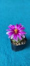 Beautiful Mammillaria schumannii,pink flowers cactus in small black pot, cutest and freshy.