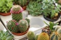 Beautiful Mammillaria zeilmanniana cactus with flowers on table, closeup. Space for text