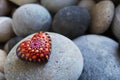 Beautiful mandala heart