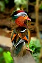 Beautiful Mandarin duck. Royalty Free Stock Photo