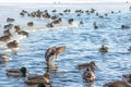 Beautiful mandarin duck flying on lake or river. A rare species of duck Royalty Free Stock Photo