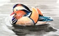 Beautiful mandarin duck hand drawn watercolor. Chinese style