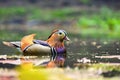 Beautiful mandarin ducks. Animals in the wild. Natural colorful background