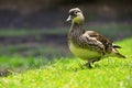 Beautiful mandarin ducks. Animals in the wild. Natural colorful background